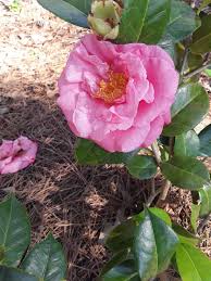 Camellia Southern Secret Camellia Plants Flowers