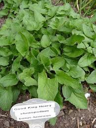 A perennial that can be planted in the spring or fall, the globe artichoke produces a large, edible flower bud that can be harvested before it comes into bloom. Good King Henry A Perennial Spinach Zone 3 9 How To Grow I Plan On Trying In 2013 Fall Garden Planting Perennial Vegetables Planting Bulbs