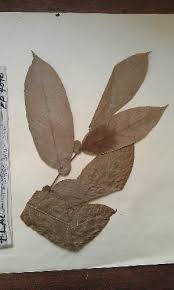 Image result for Homalium