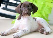 Besides good quality brands, you'll also find plenty of discounts when you shop for german shorthair pointer during big sales. Edmonton German Pointer Dogs Puppies For Sale Classifieds At Eclassifieds 4u
