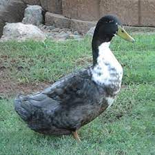 In some species such as mallards and pekin, a curled tail feather easily differentiate the boys. Ducklings Blue Swedish
