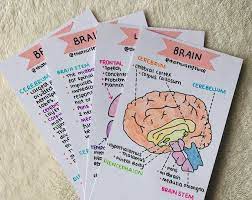 anatomy bundle flashcards pdf study biology notes italian vocabulary quizlet