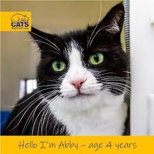 Catsprotection Derby Cp Derby Ac Twitter