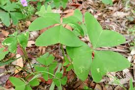 Image result for Oxalis semiloba