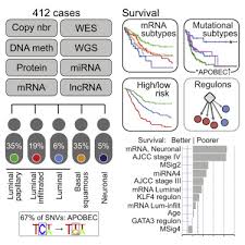 For general cancer awareness, lavender ribbon is usually worn. Comprehensive Molecular Characterization Of Muscle Invasive Bladder Cancer Sciencedirect