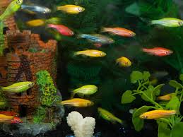 Glofish Care Size Life Span Tank Mates Breeding