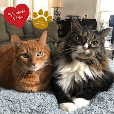 Time to play an extra game with your cat or bring an extra treat for your dog. Happy National Love Your Pet Day Jes Holdings Llc