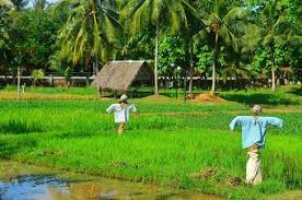 Kepentingan pertanian di malaysia termasuklah (i) menghasilkan bahan makanan, (ii) membekalkan bahan mentah (iii). Usahawan Politan Kepentingan Sektor Padi Di Malaysia
