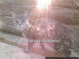 приколы с кошками смешное видео про котов 100 позитив Prikoly S Kotami S Nadpisyami 23 Tys Izobrazhenij Najdeno V Yandeks Kartinkah Kotyata Kot Zhivotnye