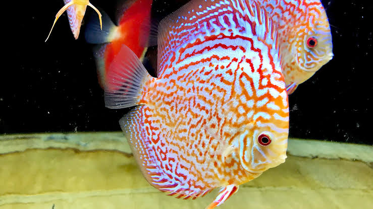 Golden Leopard Discus, Orange Base – Discus.com