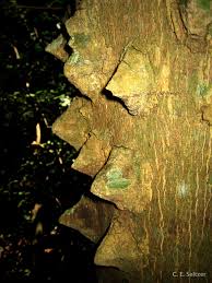 Image result for Zanthoxylum usambarense