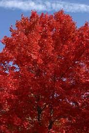 Northern Red Oak Tree Google Search Red Oak Tree Organic Gardening Pest Control Tree