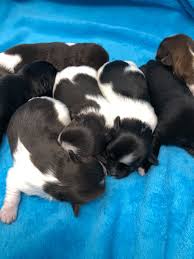 Eclassifieds 4u is the 100% free classified ads site with photos for people in same city to buy and sell cars, furniture, pets, electronics, real estate, rent apartments, find services, jobs and community events. Brenda S Havanese Puppies Home Facebook