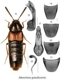 Image result for Loxodera bovonei