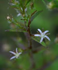Image result for Wahlenbergia erecta