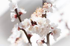 Time lapse of easter fresh pink blossoming apricot closeup. Flowers Aesthetic White Spring Tree Blossoms Apricot Tree Apricot Tree Flowers Nature Bloom Branch Close Up Pikist