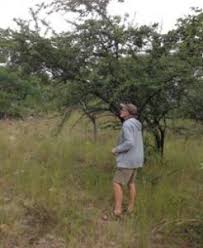 Image result for Raphionacme welwitschii