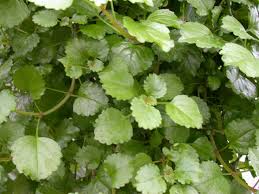 Swedish Ivy Plectranthus Australis Ivy Plants House Plant Care Plants