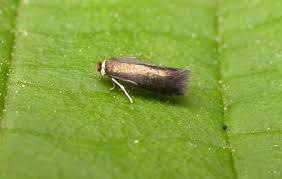 Image result for Stigmella floslactella
