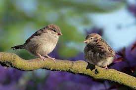 Da liegt ein verletztes tier in ihrem gepflegten garten. Vogelhaus Nicht Angenommen