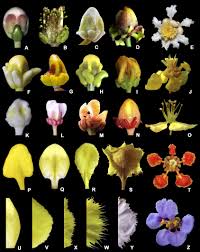 Image result for Malpighiaceae