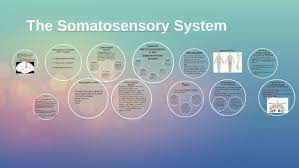 The Somatosensory System By Robert Dragani