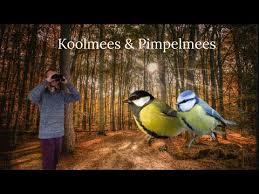 #vogelvoorjaar met @maryvanderes vandaag de pimpelmees en de koolmees. Vogel Beginnerscursus 2 Koolmees Pimpelmees Youtube