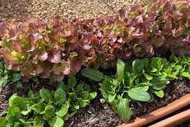 We did not find results for: What To Plant In April Zones 1 10 Food Storage Moms