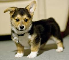 Will be vaccinated microchipped flea treated and wormed before leaving for they're new homes tina tina corgis raises beautiful pembroke welsh corgis puppies and dogs have a wonderful kennel that is air conditioned/heated with tile floors and. 50 Very Cute Pembroke Welsh Corgi Puppies Pictures And Photos