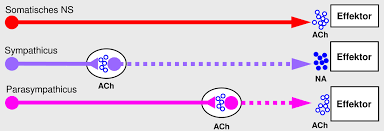 The pns consists of the nerves and ganglia outside the brain and spinal cord. 04 Peripheres Nervensystem Pns