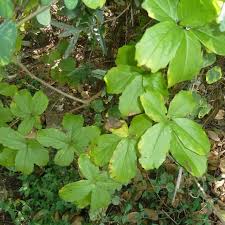 Image result for Cyphostemma masukuense