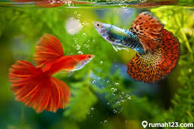 14 jenis ikan hias terindah yang mudah dipelihara di aquarium — kadang saat merasa lelah dengan aktivitas harian, kita hanya ingin rebahan dan tidak melakukan sesuatu. 12 Jenis Ikan Aquascape Dengan Warna Terpopuler 2021 Rumah Jadi Makin Cantik Rumah123 Com