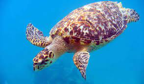 The common name hawksbill comes from their sharp, curving beak. Turtleshell Souvenirs Buying Responsibly Sustainable Travel International