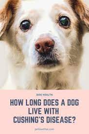 37 Cushings Disease In Dogs Ideas Cushing Disease Cushings Dogs