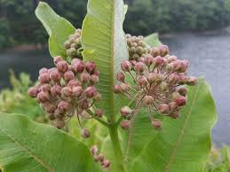 Image result for Asclepias buchwaldii
