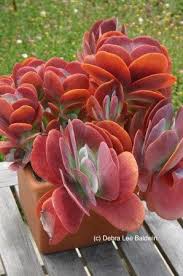 Succulents That Like Stress Plants Succulents Cacti And Succulents