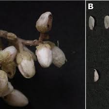 Ezinearticles.com allows expert authors in hundreds of niche fields to get massive levels of exposure in exchange for the submission of their quality original articles. Pdf Sedum Album Subsp Rupi Melitense Crassulaceae A New Vegetatively Reproducing Subspecies From Malta Maltese Islands Central Mediterranean