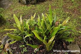 Image result for Elaphoglossum