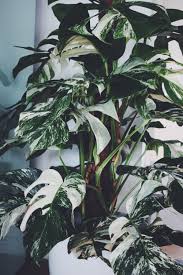 Monstera Deliciosa Variegata Plants Philodendron Plant Variegated Plants