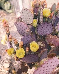 Joshua tree national park is one of my favorite spots in california. Cactuslove The Joshua Tree House Cactus Flower Joshua Tree Cacti And Succulents