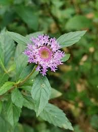 Image result for Centratherum