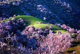 Http Ticcytx Tumblr Com Post 116384800034 Fancyadance Located In Tuergen Township Xinyuan Apricot Blossom Scenery Landscape