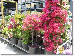 Check spelling or type a new query. Bougainvillea Bush Home Depot