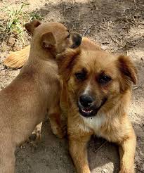 Adopting a friendly 4-year-old female dog