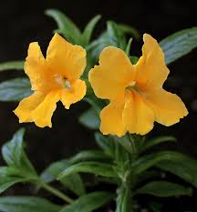 It is treated by some botanists in a separate genus from other mimulus as. Mimulus Jelly Bean Gold Sticky Monkey Flower Buy Online At Annie S Annuals