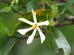 Image result for Gardenia transvenulosa