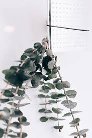 You want the eucalyptus bundle to be close to but not directly underneath the flow of water. Hanging Eucalyptus In The Shower For The Lazy Girl