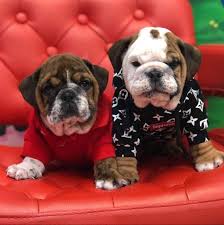 Maybe you would like to learn more about one of these? Pets R Us 11515 Farm To Market 1960 B Huffman Tx 77336 Usa