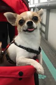 Pin By Alice Gibson On Chihuladogs Hd Wallpapers Quotes Sketches Grumpy Cat Teacup Chihuahua Dogs Dog Love