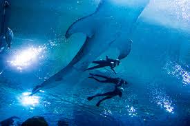 Swimming With Whale Sharks Provides Therapy And Fun